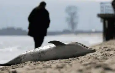 Derrame de crudo en el mar Negro deja más de 30 delfines muertos