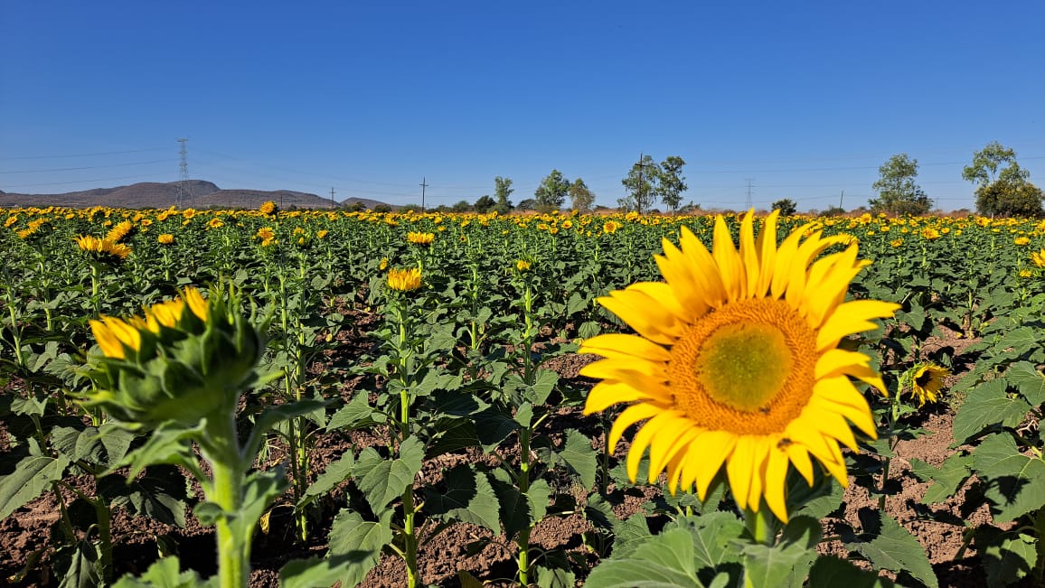 El campo de girasoles de Mocorito te espera