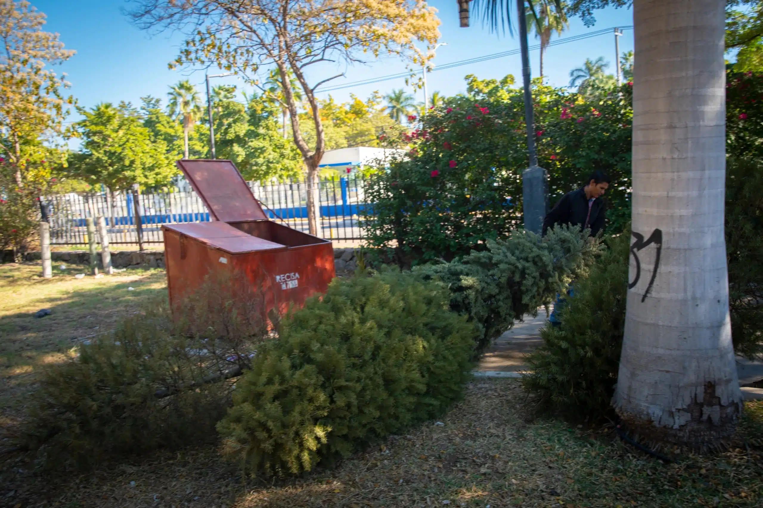 En Culiacán instalarán centros de acopio pinos navidad