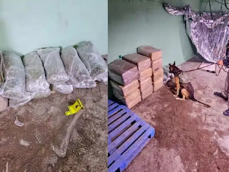 En operativos decomisan más de 260 kilos de droga en Nuevo León