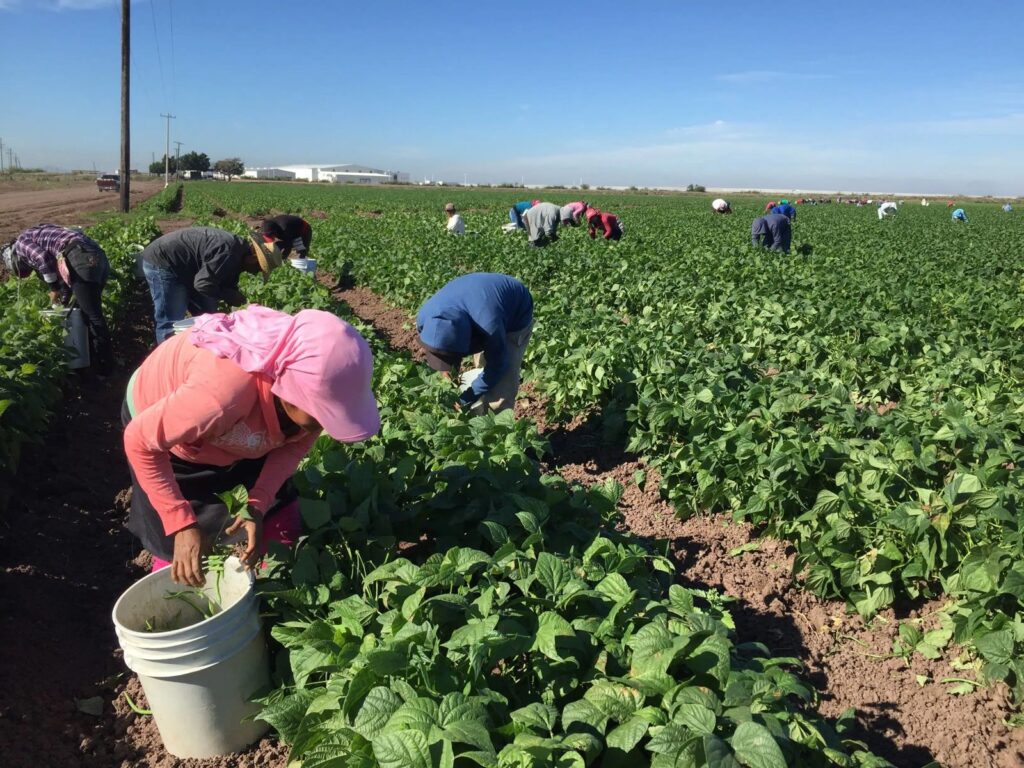 Gobierno Federal prepara programa para formalizar y atender a jornaleros agrícolas en México