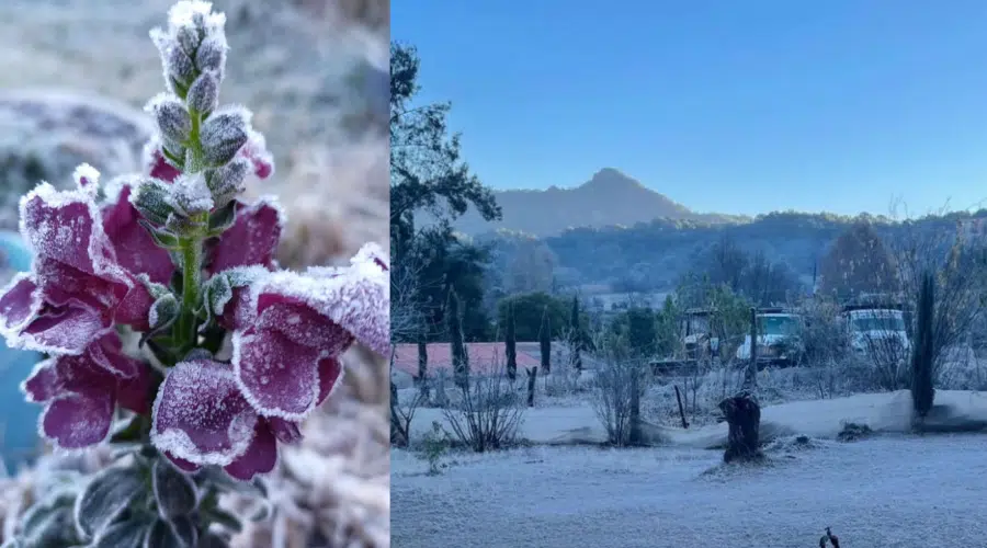 Tormenta invernal viste de blanco sierra de Badiraguato con escarcha