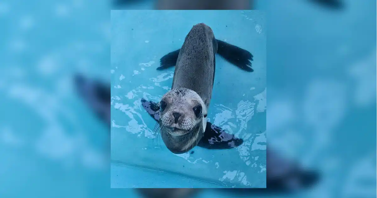 Lobo marino rescatado por el personal del Gran Acuario.