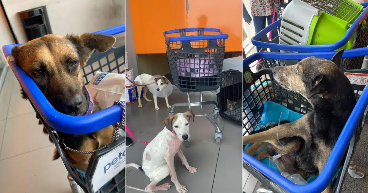 Macotas evacuadas de un centro de adopciones de animales tras el incendio en Culiacán.