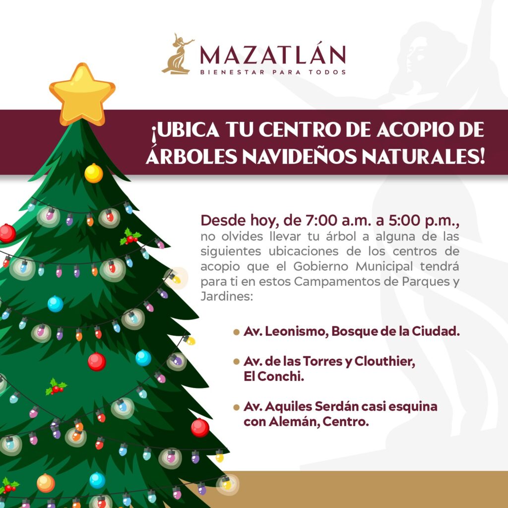 Anuncian centros de acopio para el resguardo del pino de navidad natural en Mazatlán