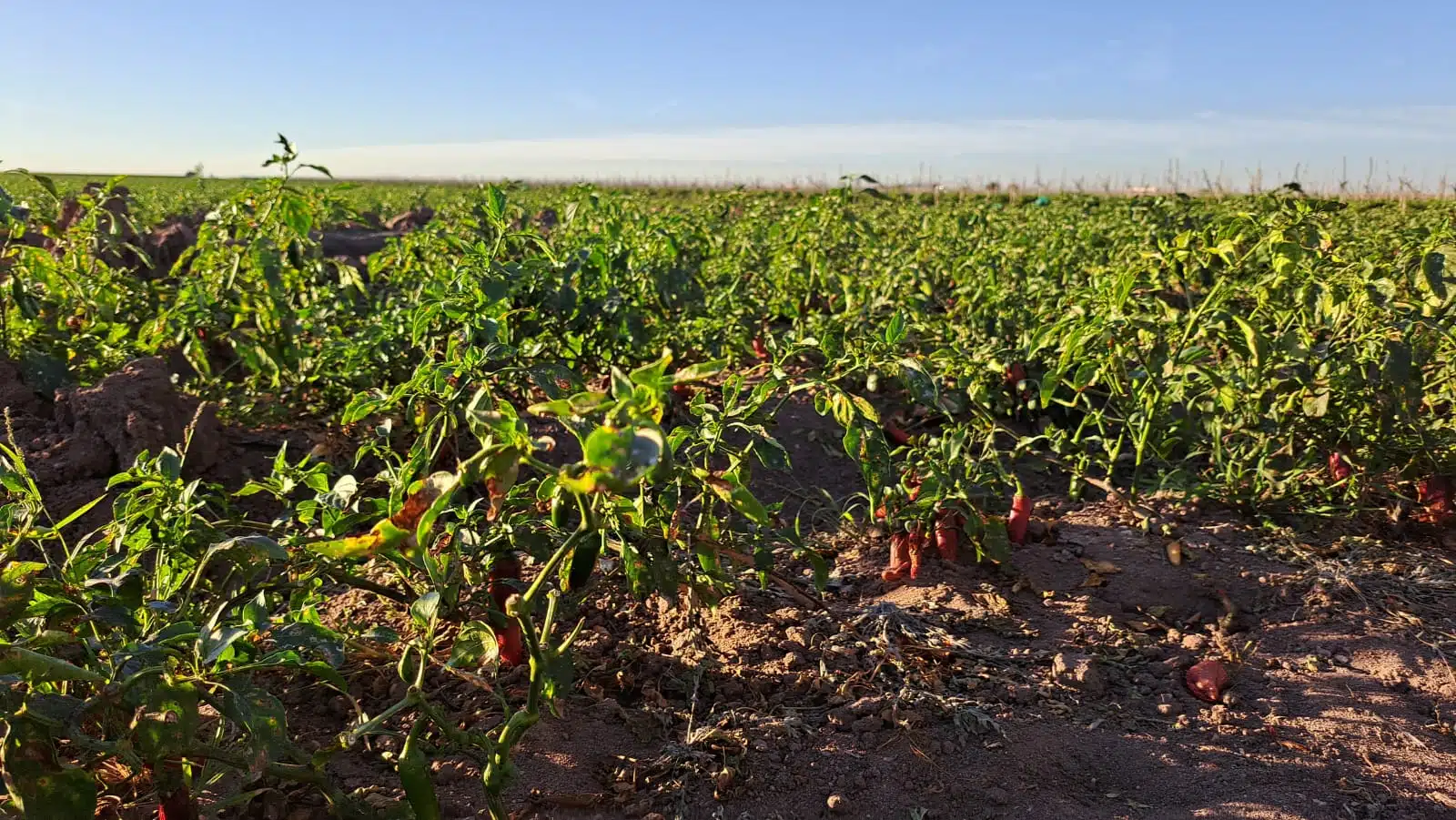 Cultivos en Sinaloa