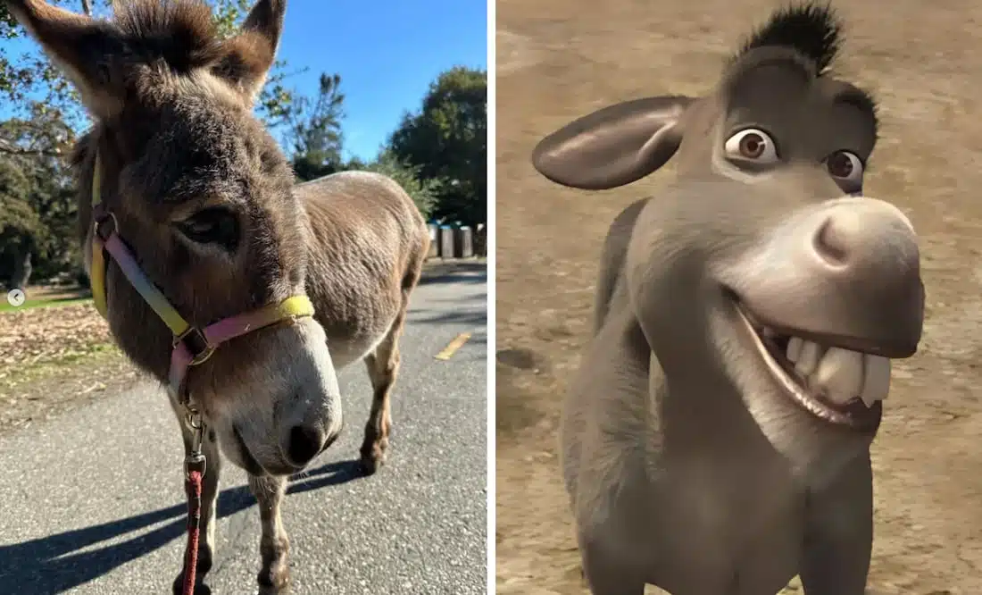 Fallece Perry, el burro que inspiró al legendario personaje de Shrek