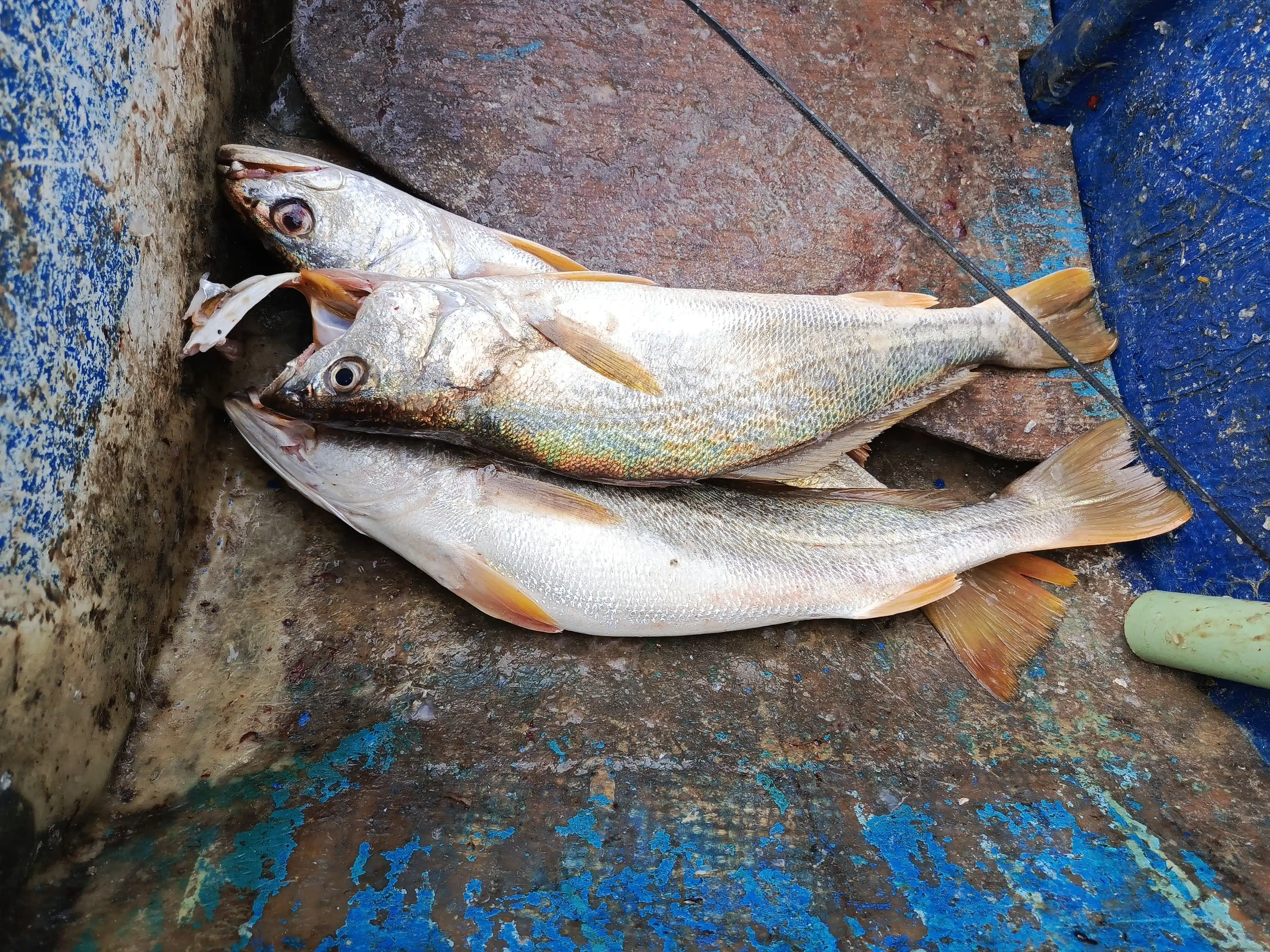 Pescados capturados en Mazatlán.