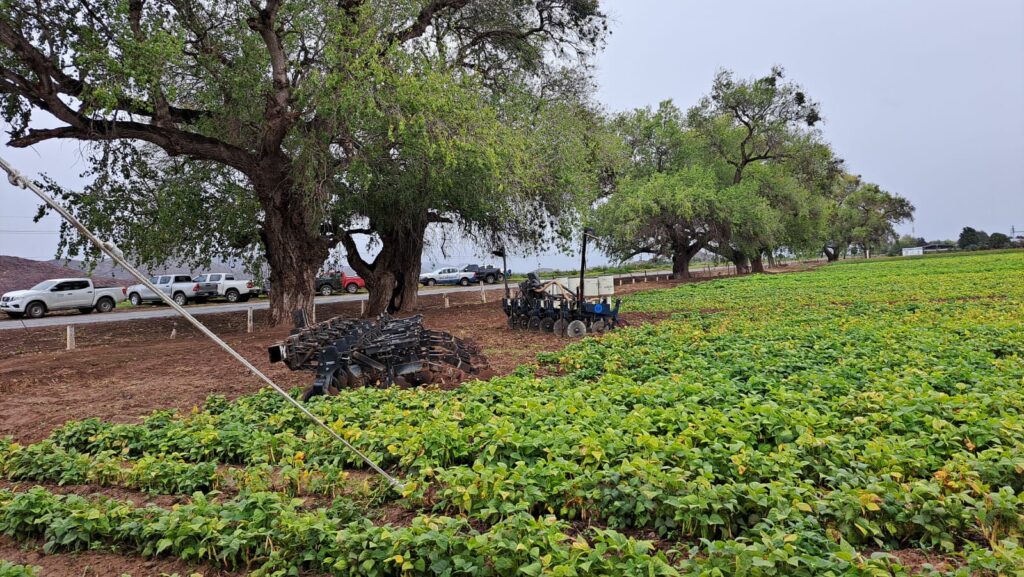 Por falta de agua se prevé una caída en los rendimientos de frijol en Sinaloa