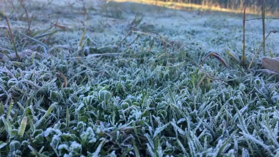 Preocupa a los agricultores Culiacán y Navolato bajas temperaturas