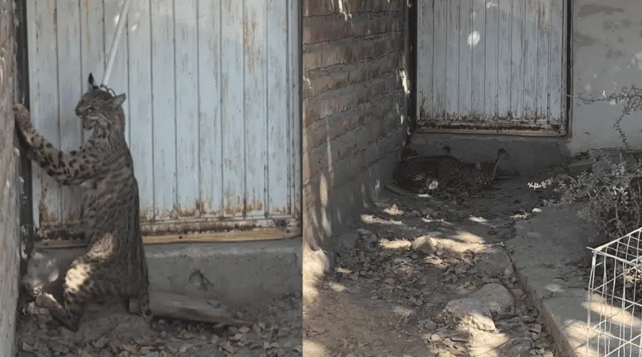 Protección Civil captura a gato montés en Guasave