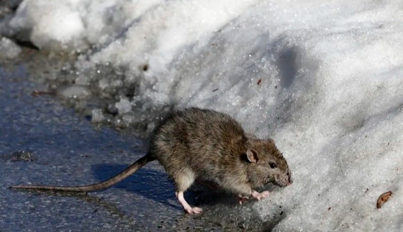 Frío extremo afecta a las ratas en Nueva York; autoridades agilizan labores para su exterminio