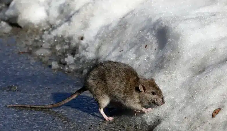 Frío extremo afecta a las ratas en Nueva York; autoridades agilizan labores para su exterminio