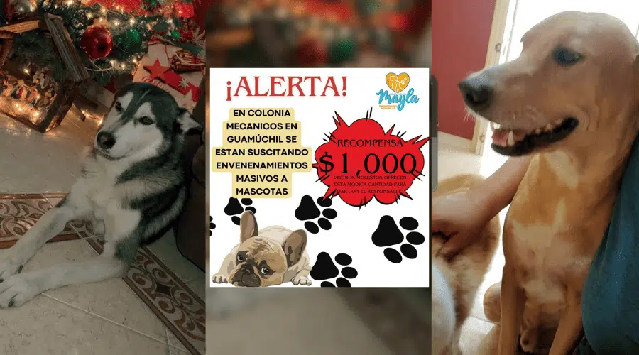 Reportan envenenamiento masivo de mascotas y vecinos ofrecen recompensa en Guamúchil