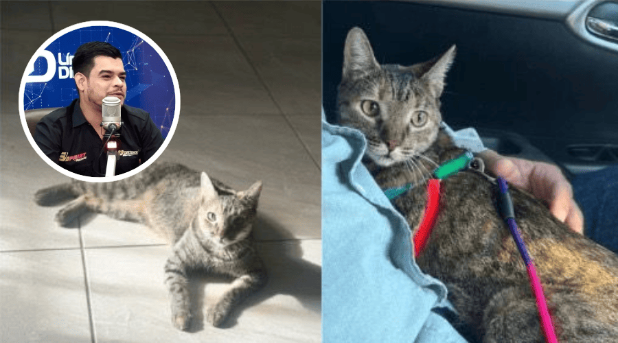 Roberto no se rindió y logró encontrar a su gatita Silver