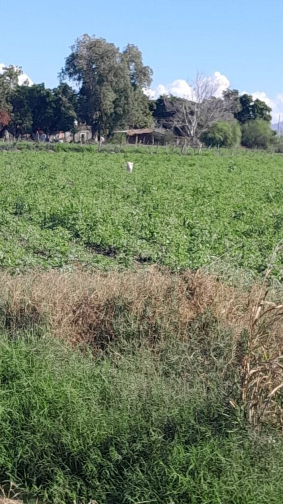 Se desploma precio del tomatillo y destruyen cultivos