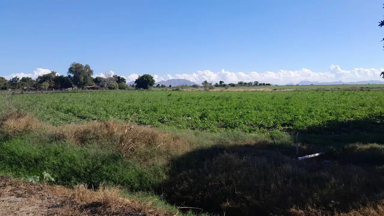 Se desploma precio del tomatillo y destruyen cultivos