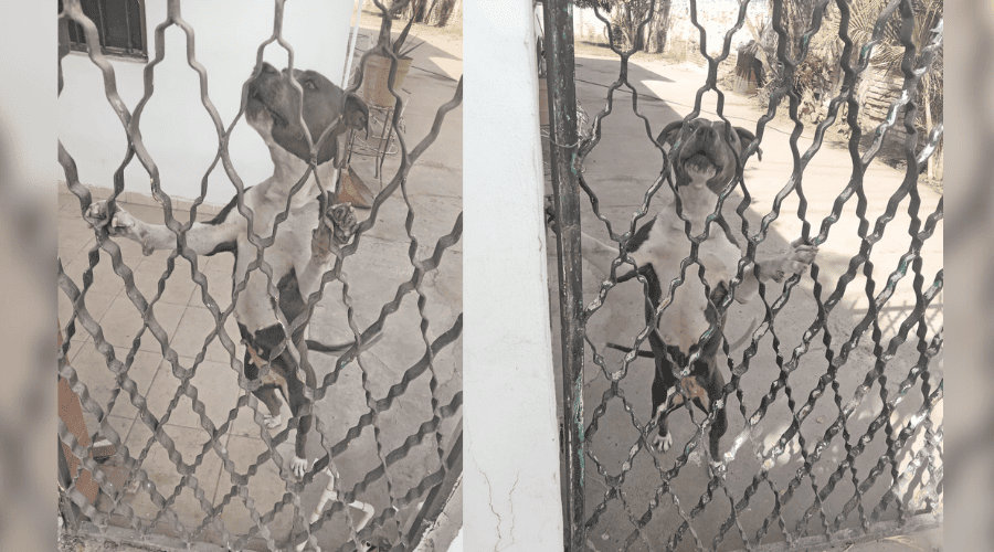 Se llama Grey y no está abandonada la pitbull que pedían rescatar vive con sus dueños en Guasave