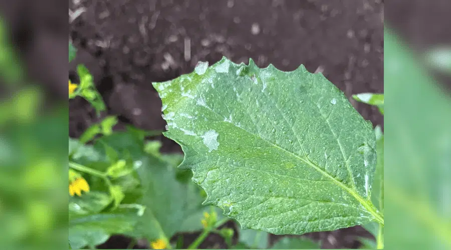 Cultivo con hielo tras bajas temperaturas