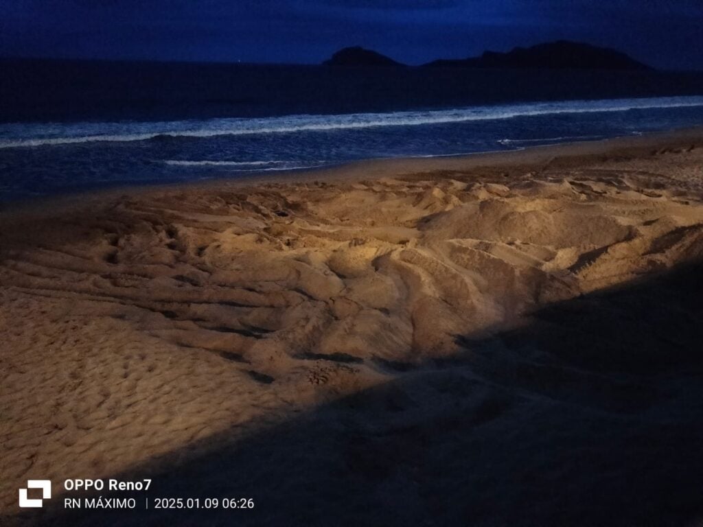 Sepultan a ballena que apareció sin vida enredada en un chinchorro en playas de Mazatlán