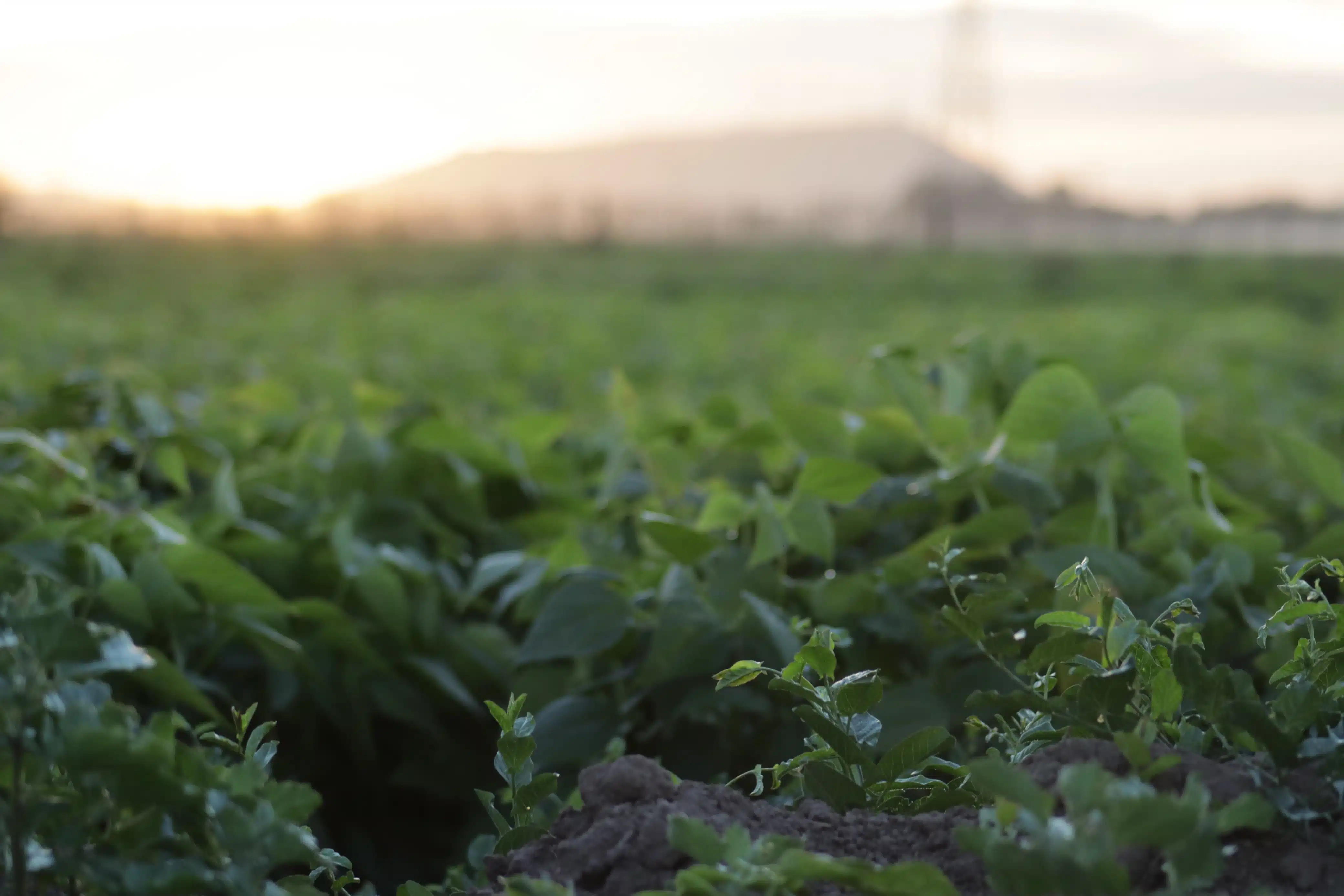 Siembra de frijol en predio agrícola de Compuertas en Ahome Sinaloa