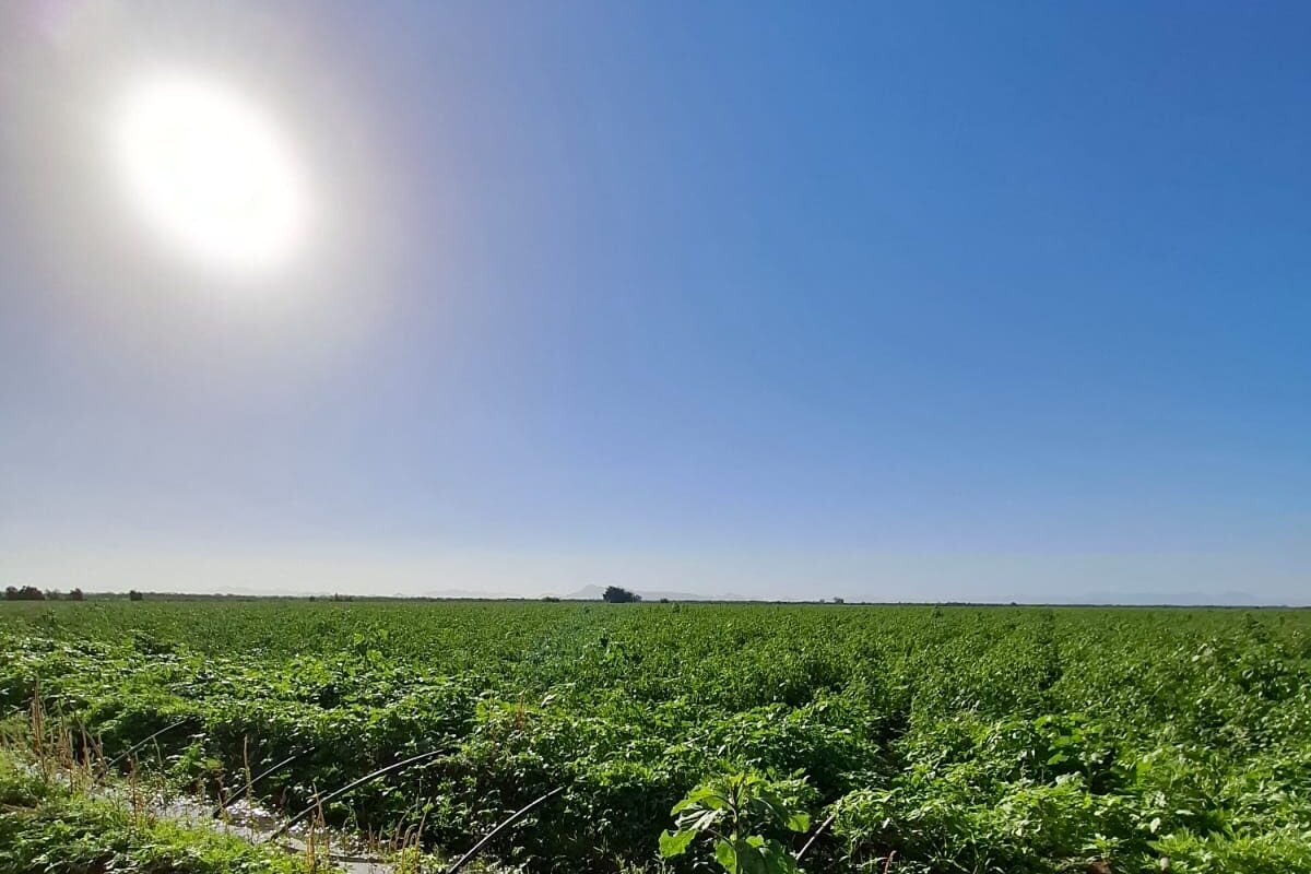 Heladas en el campo