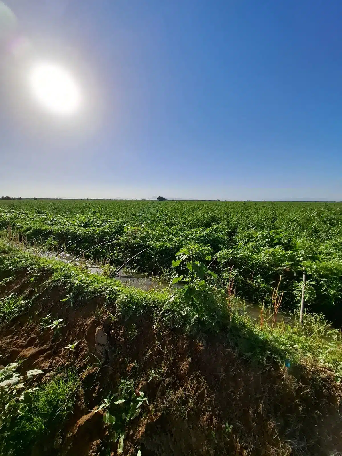 Temen heladas este fin de semana a 10 días de iniciar la cosecha de tomatillo en El Carrizo