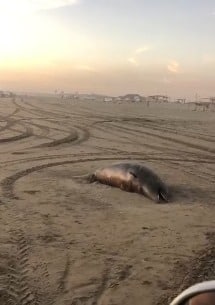 localizan cuerpo de delfín encallado sobre playa de Bellavista