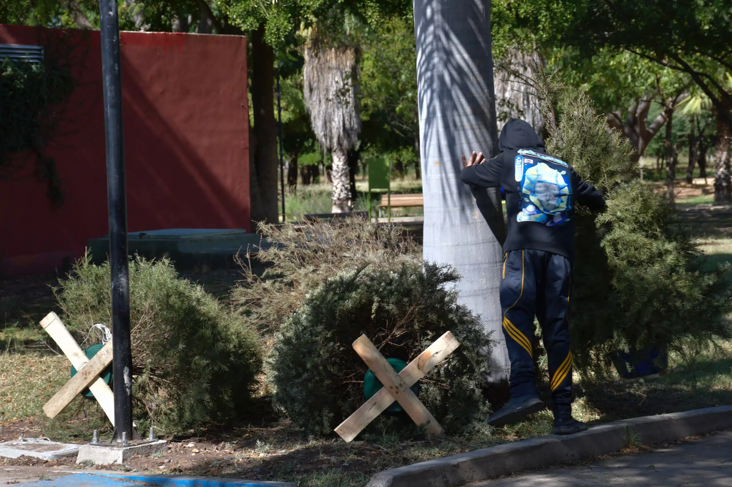 Ya quitaste tu arbolito navideño natural El Ayuntamiento de Culiacán te invita a reciclarlo.