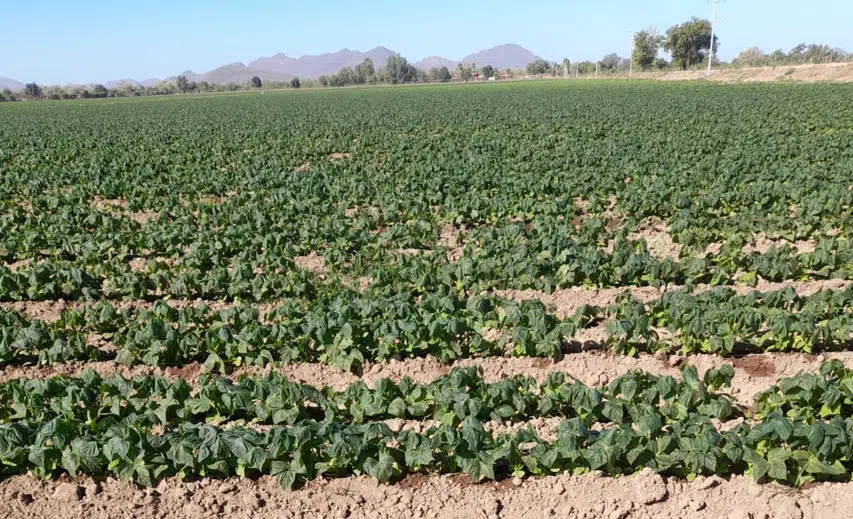 Cultivo dañado por el frío en Sinaloa