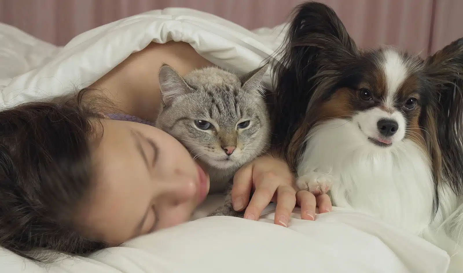 dormir con perros y gatos