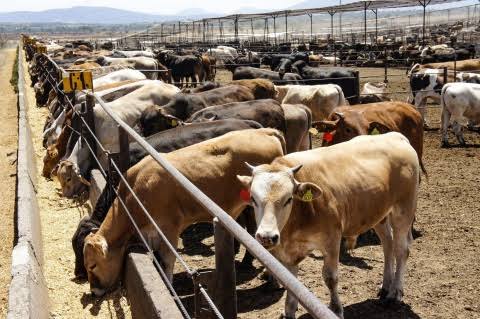 Ganado de vacas