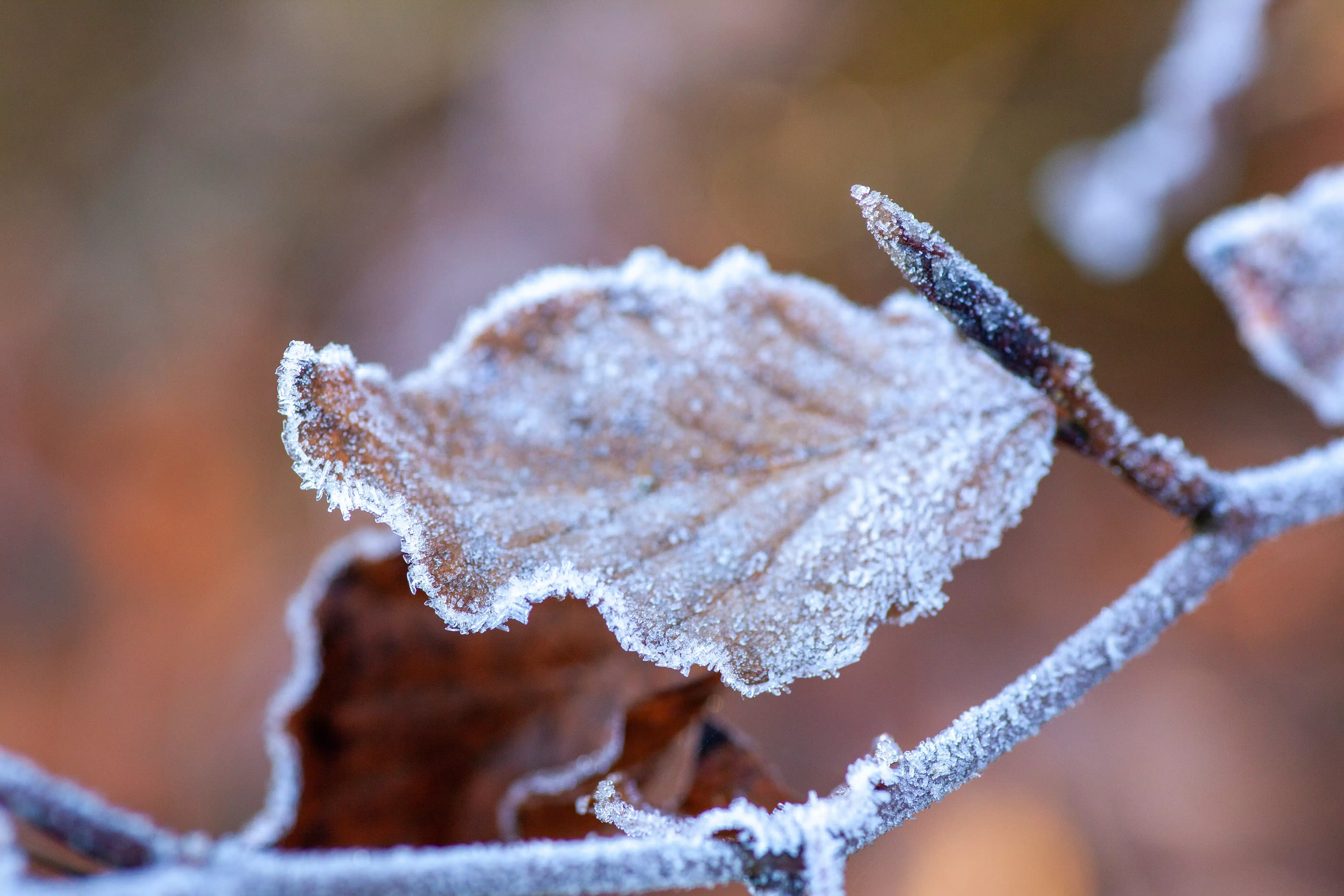 Hoja con hielo