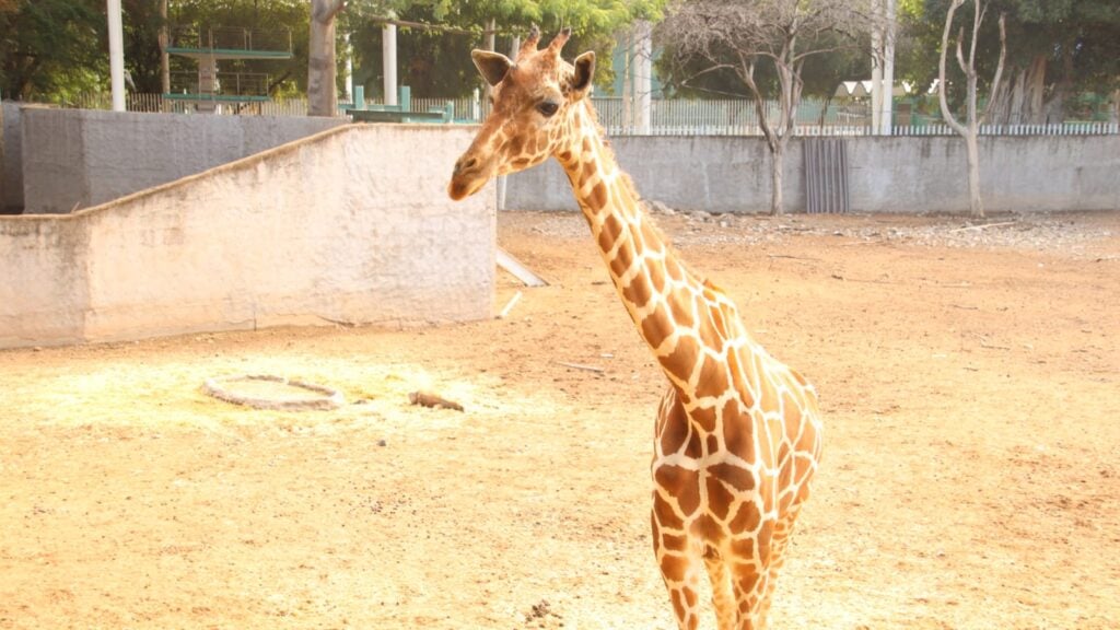 Jirafa del Zoológico de Culiacán