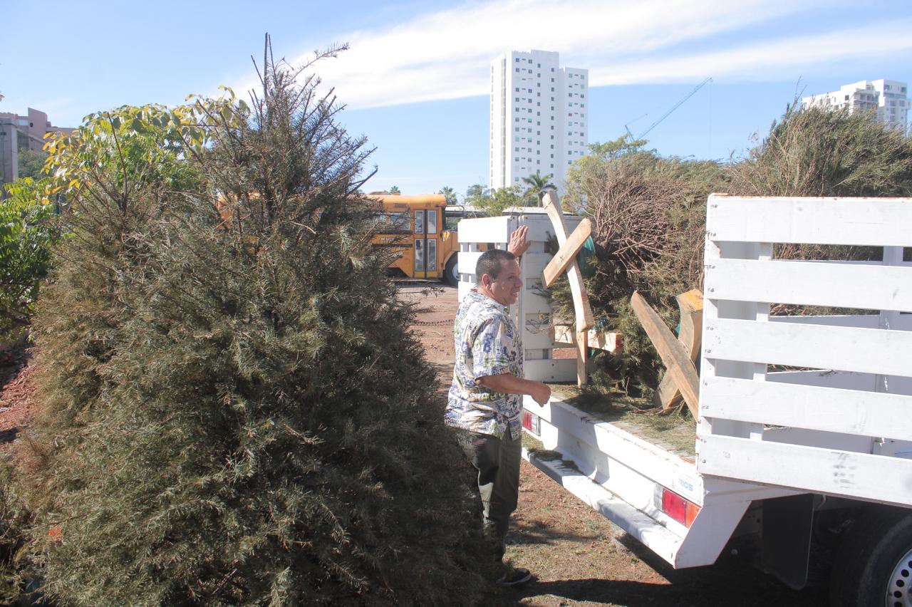 Centro de acopio de pinos navideños