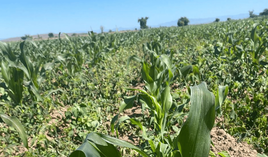 Cultivos dañados por el frío en Sinaloa