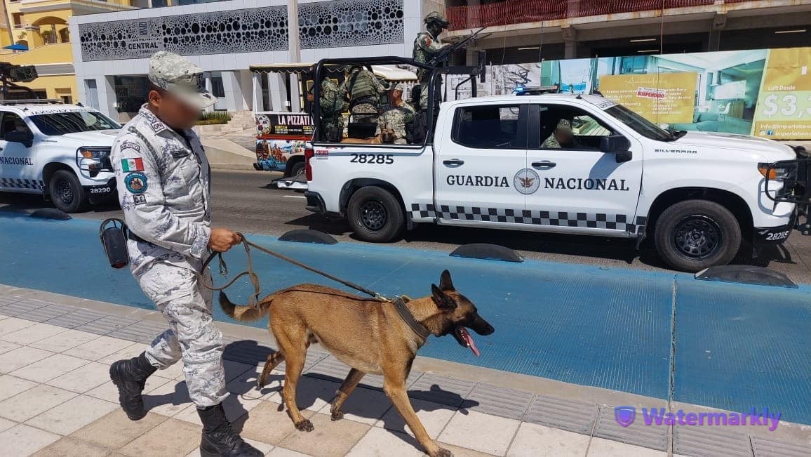 Cuerpos de la guardia nacional en su actividad de seguridad con acompañantes caninos