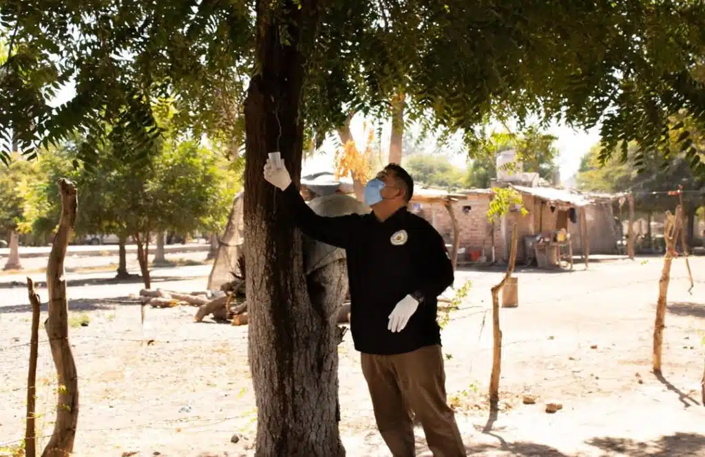 Analizan-cortar-e-incinerar-arboles-de-neem-tras-intoxicacion-de-menor-en-Las-Moritas-Guasave-1-1024x664