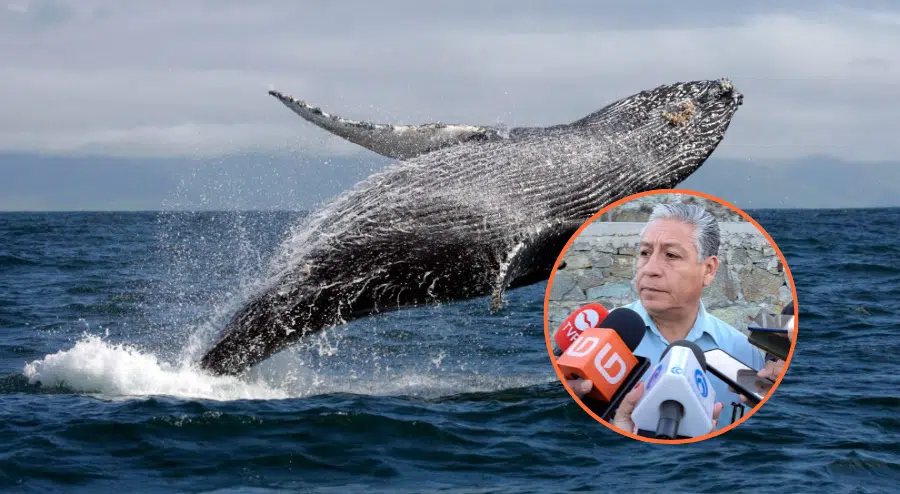 Ángel García Contreras se pronuncia ante la muerte reciente de ballenas en la temporada de arribos a Mazatlán.