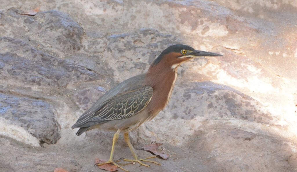 Aves migratorias en el Parque Sinaloa