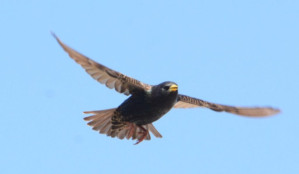 Aves migratorias en el Parque Sinaloa