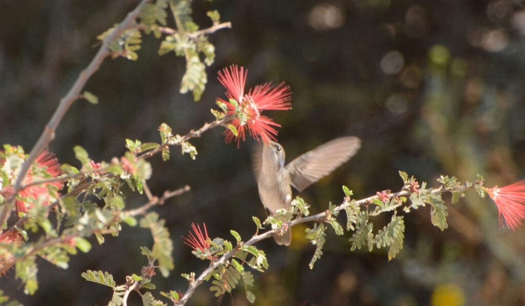 Aves migratorias en el Parque Sinaloa