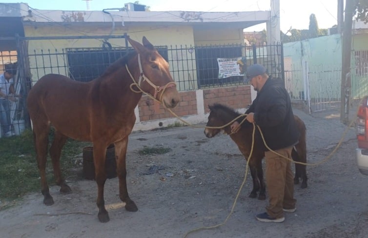 Caballos en Culiacán