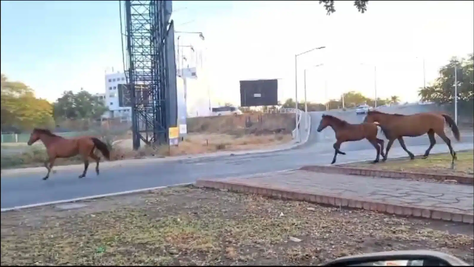 Caballos sueltos en Culiacán