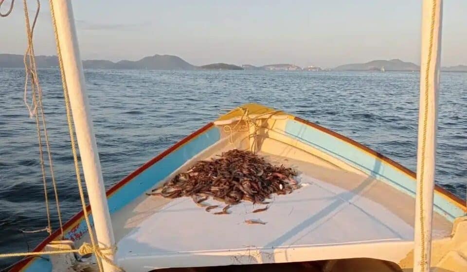 Camarón pescado en un bote.