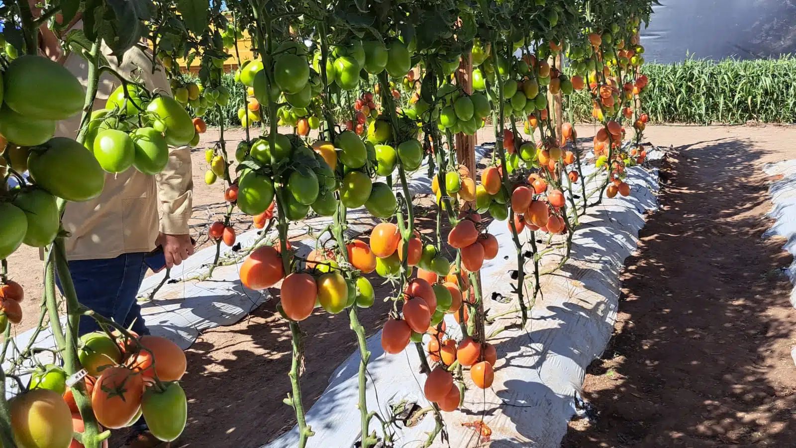 Campo de tomates