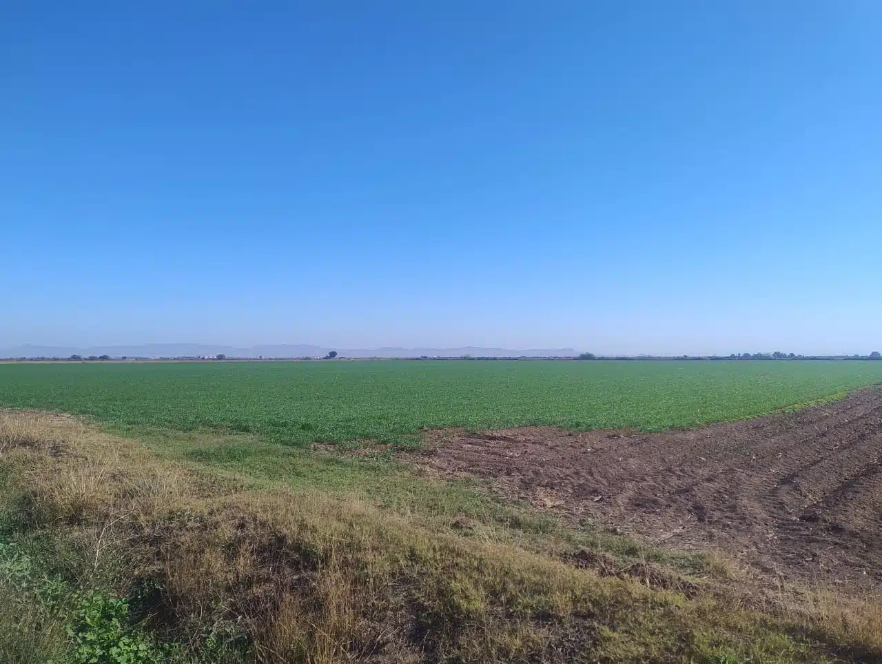 Campos de siembra en El Carrizo