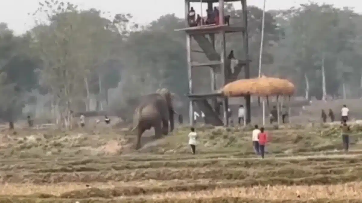 Elefante presuntamente intoxicado causa desastres en la India