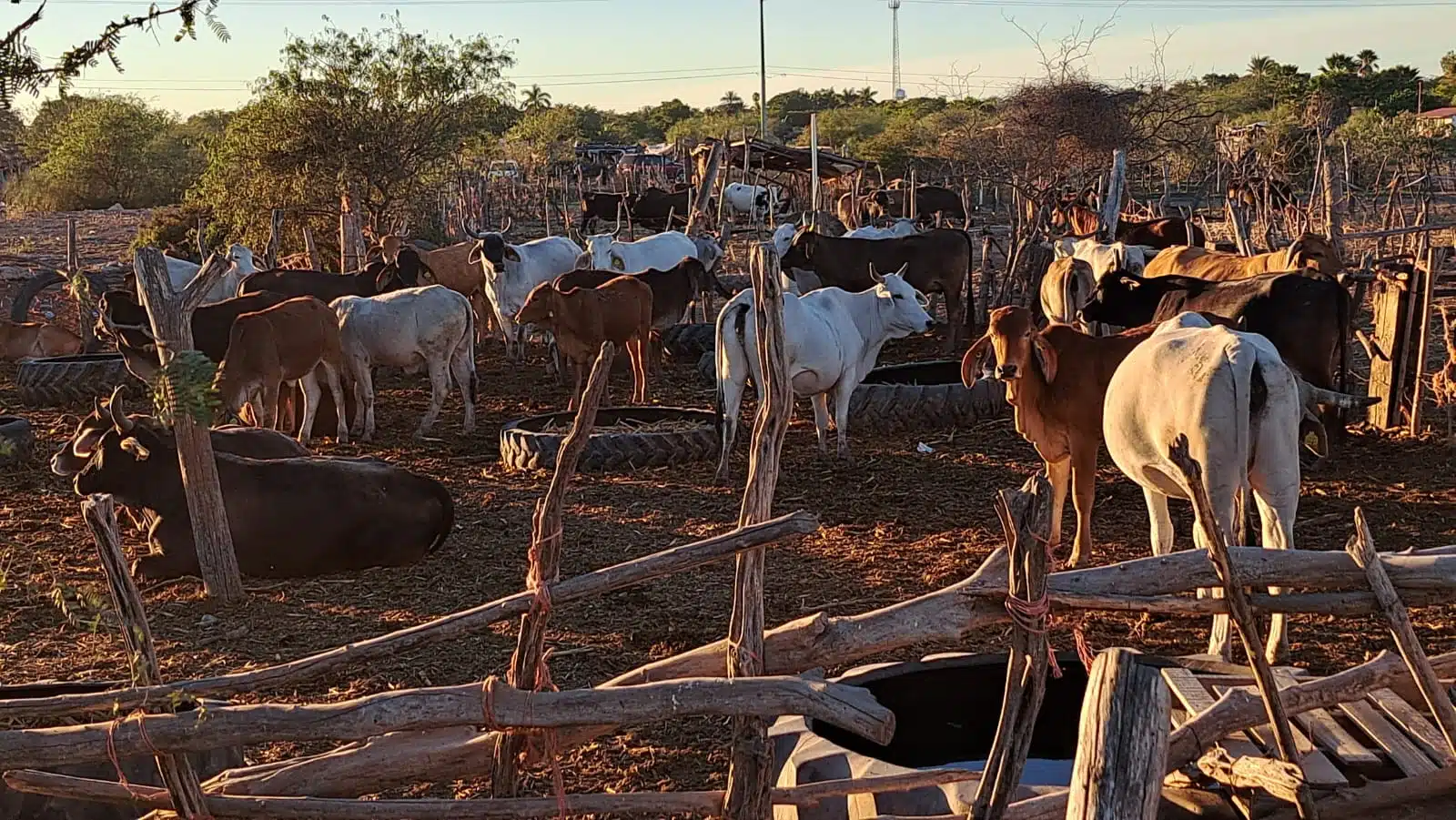 Escasez en la sierra de Sinaloa