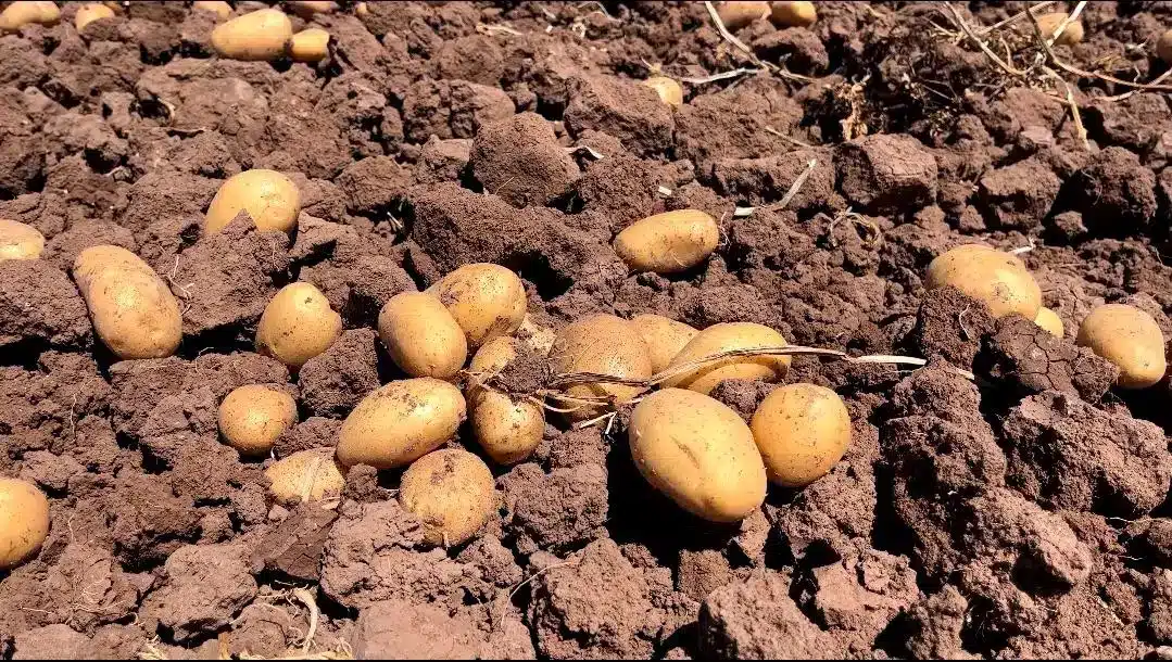 Esta semana inicia la recolección de papa en Sinaloa para el mercado fresco